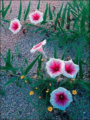 The Desert in Bloom Greeting Card Assortment 20 Designs for All Occasions