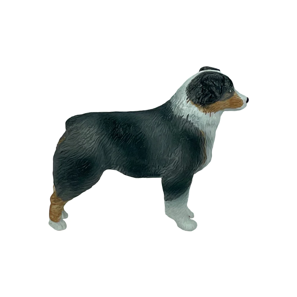 The Big Country Australian Shepherd Dog