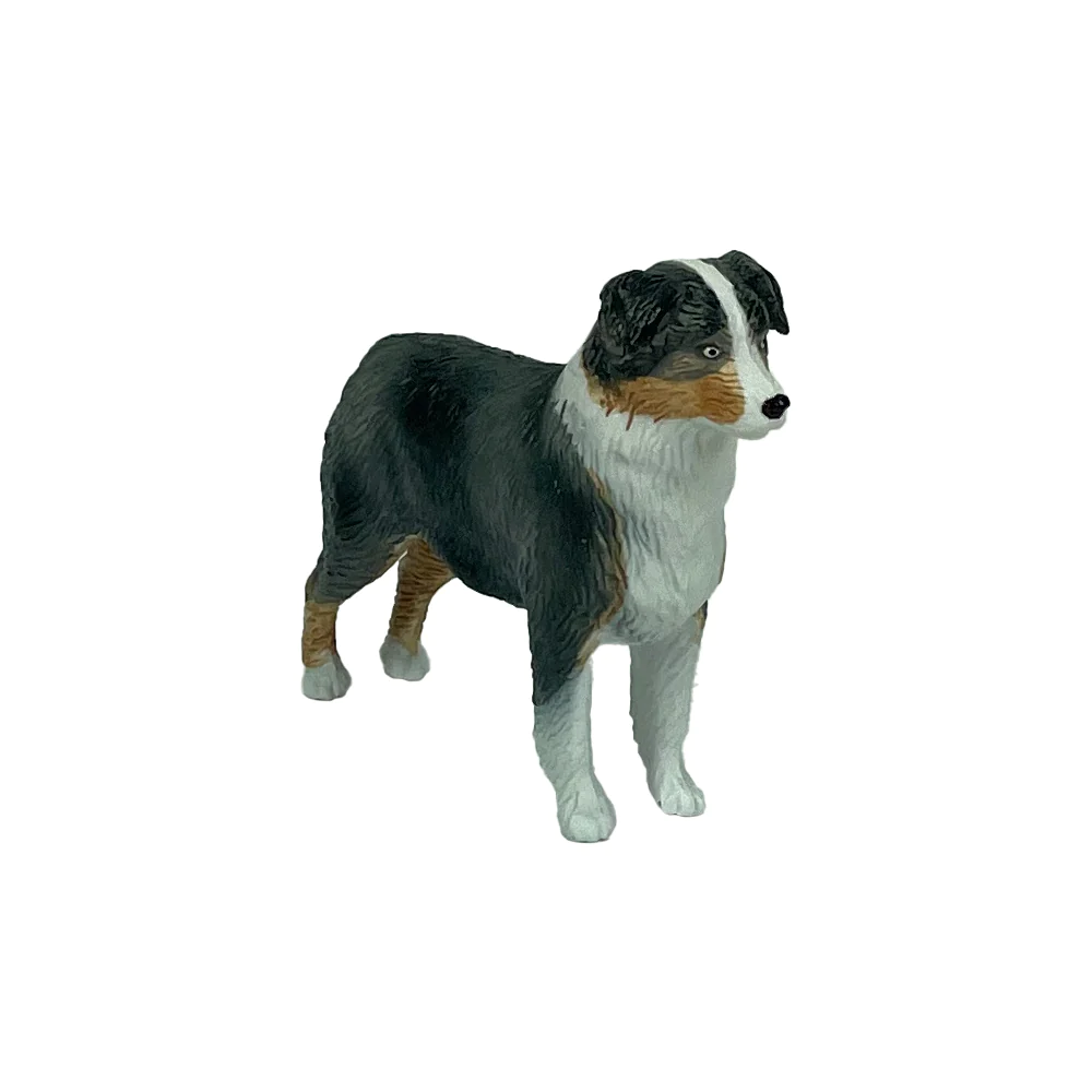The Big Country Australian Shepherd Dog
