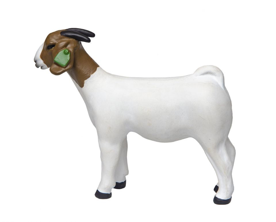 The Grand Champion Boer Doe Goat