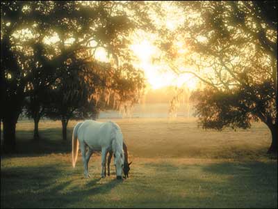 Horse Country Greeting Card Assortment 20 Designs for All Occasions