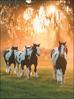 Horse Country Greeting Card Assortment 20 Designs for All Occasions